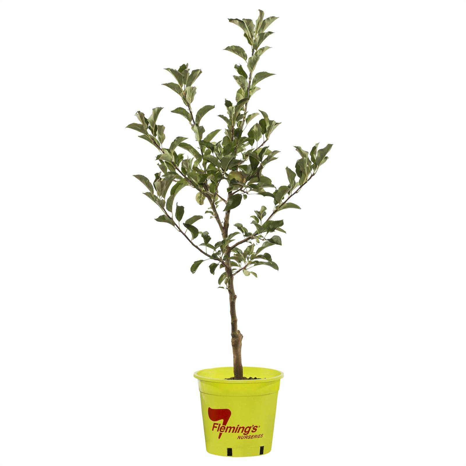 250mm Dwarf Golden Delicious Apple - Malus domestica