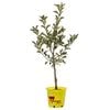 250mm Dwarf Golden Delicious Apple - Malus domestica