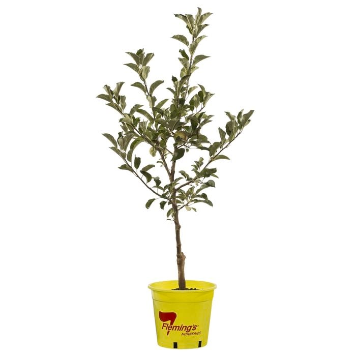 250mm Dwarf Golden Delicious Apple - Malus domestica
