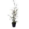30L Camellia - Camellia transnokoensis