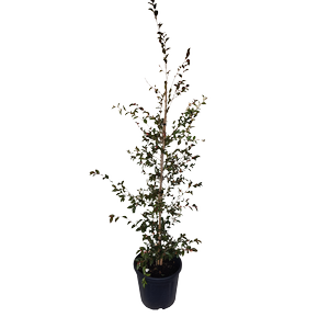 30L Camellia - Camellia transnokoensis