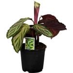 140mm Prayer Plant - Calathea makoyana Peacock