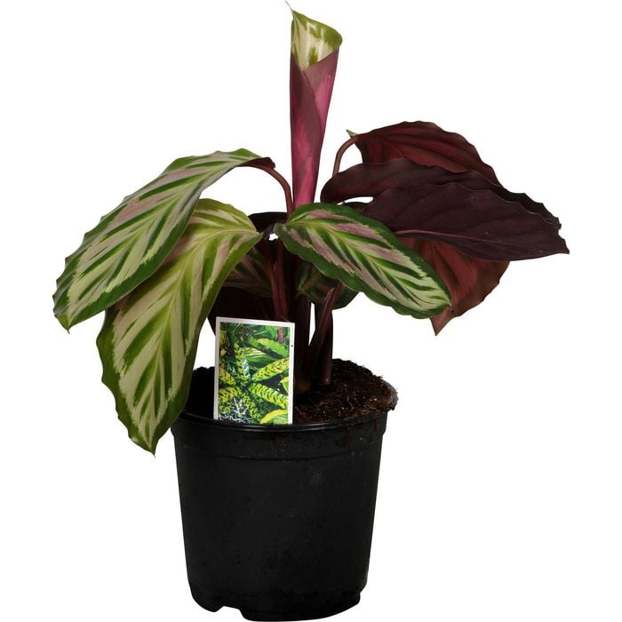140mm Prayer Plant - Calathea makoyana Peacock