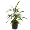 170mm Croton Golden Star - Codiaeum variegatum