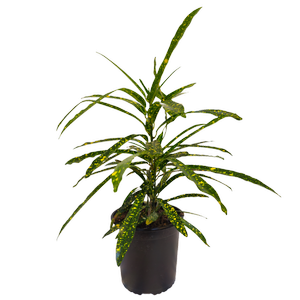 170mm Croton Golden Star - Codiaeum variegatum