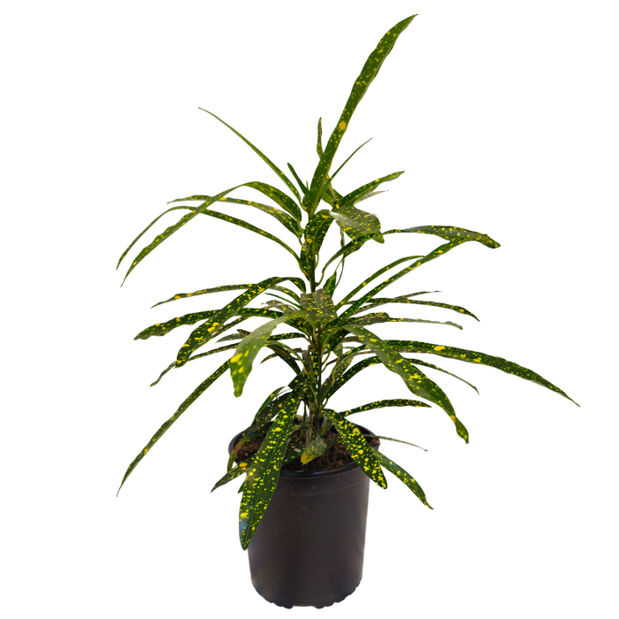 170mm Croton Golden Star - Codiaeum variegatum