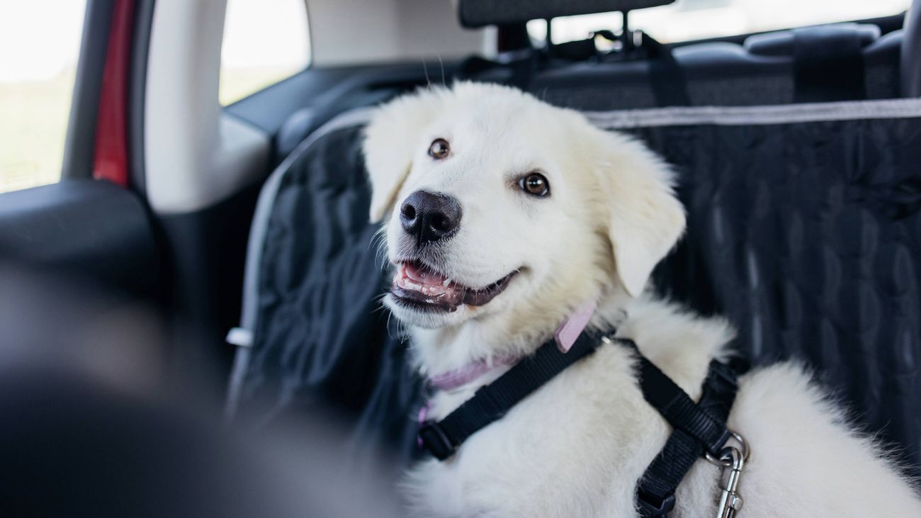 A white dog secured into the back seat of a car with a harness