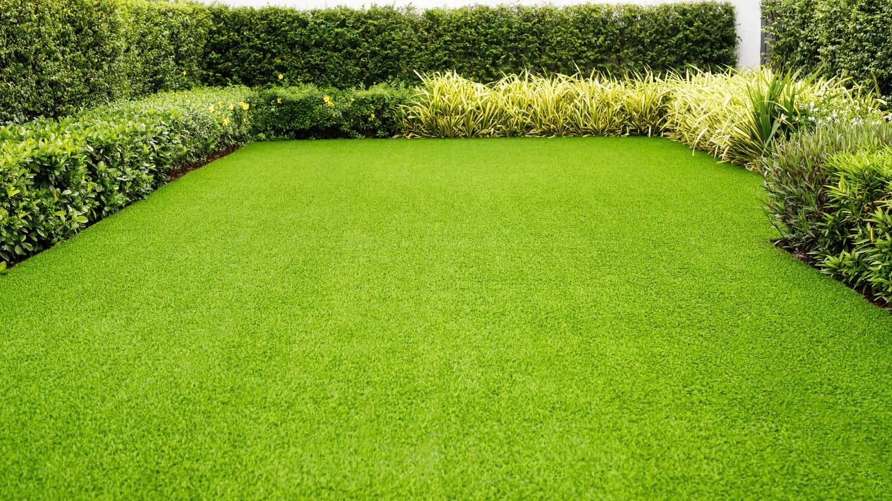 A lush green lawn with hedges surrounding the edges to create a rectangular yard