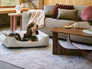 A brown and white dog in a dog bed rests on a patterned rug in a living room with a brown sofa with cushions and a throw blanket. A coffee table sits in front of the sofa.]