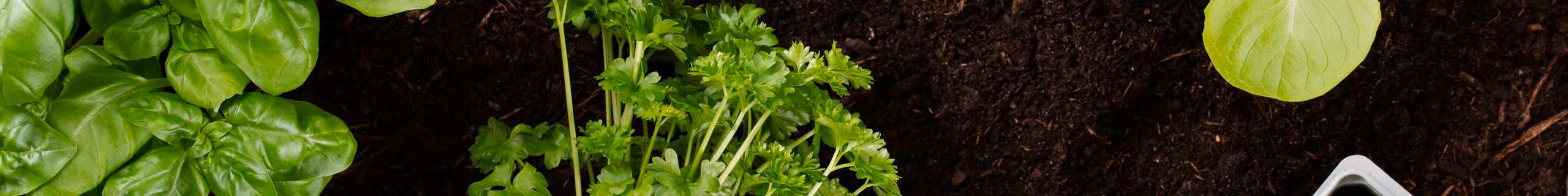 Pots of herbs and person filling pot with soil.