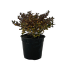 2.5L Coprosma - Coprosma golden Star