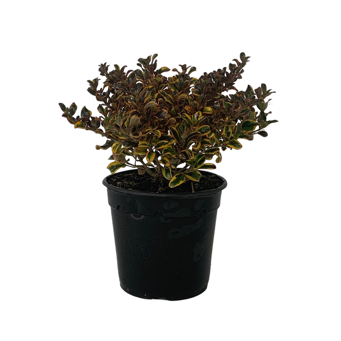 2.5L Coprosma - Coprosma golden Star