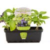Healthy Living Vegetable Basil Combo - Ocimum Sasilicum