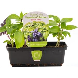 Healthy Living Vegetable Basil Combo - Ocimum Sasilicum