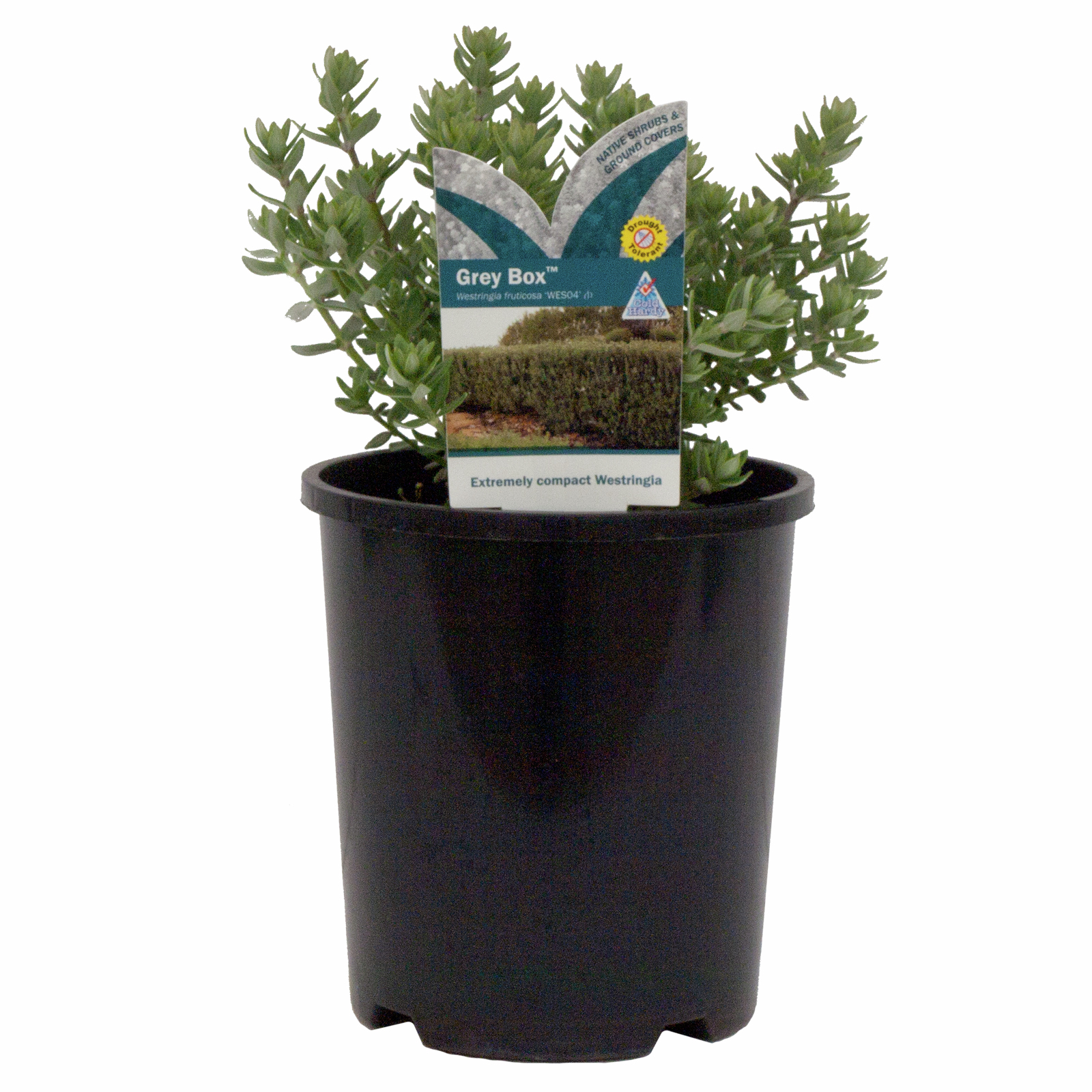 140mm Westringia Grey Box - Westringia fruticosa product image