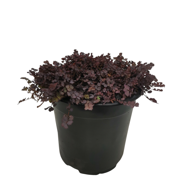 2.5L Acaena - Acaena inermis Purpurea