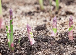 Asparagus shoots emerging from the soil