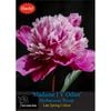 Yarra Valley Bulbs Peony Madame Jos Odier  1 Pack
