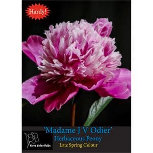 Yarra Valley Bulbs Peony Madame Jos Odier  1 Pack
