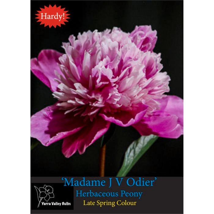 Yarra Valley Bulbs Peony Madame Jos Odier  1 Pack