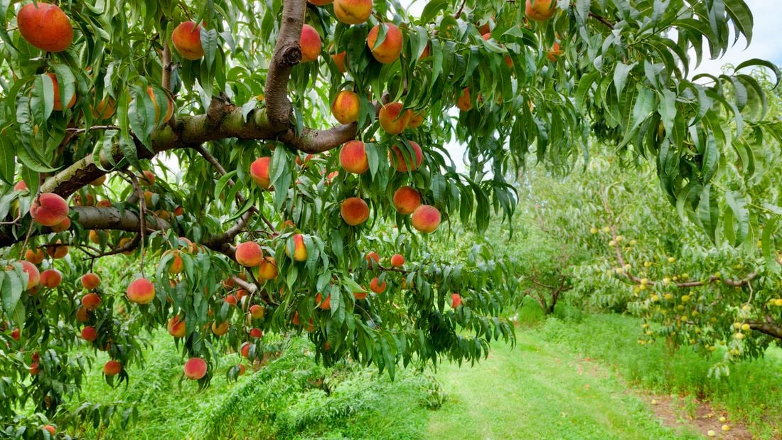 A peach tree with lots of ripe red and yellow peaches