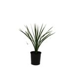 140mm Cordyline Kaspar - Cordyline australis 'Kaspar'