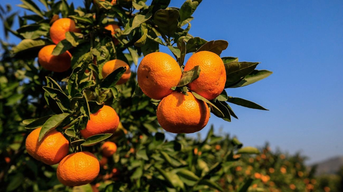 A dwarf mandarin branch, heavy with fruit.
