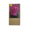 Yarra Valley Bulbs Anemone De Caen Pink - 20 Pack