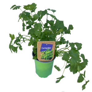 90mm Nudo Herbs Coriander - Coriandrum sativum 