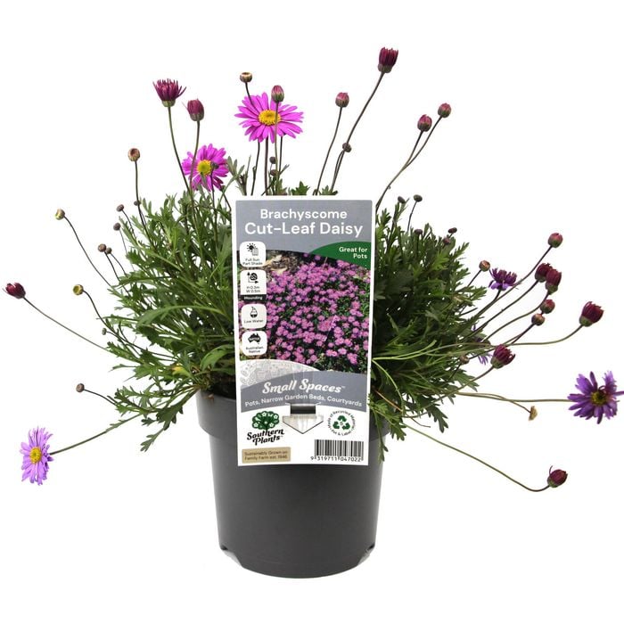 140mm Cut-Leaf Daisy - Brachyscome multifida