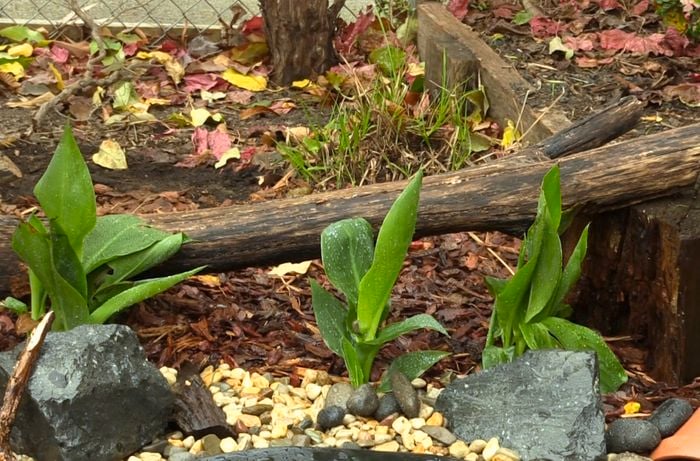 Plants in backyard area.