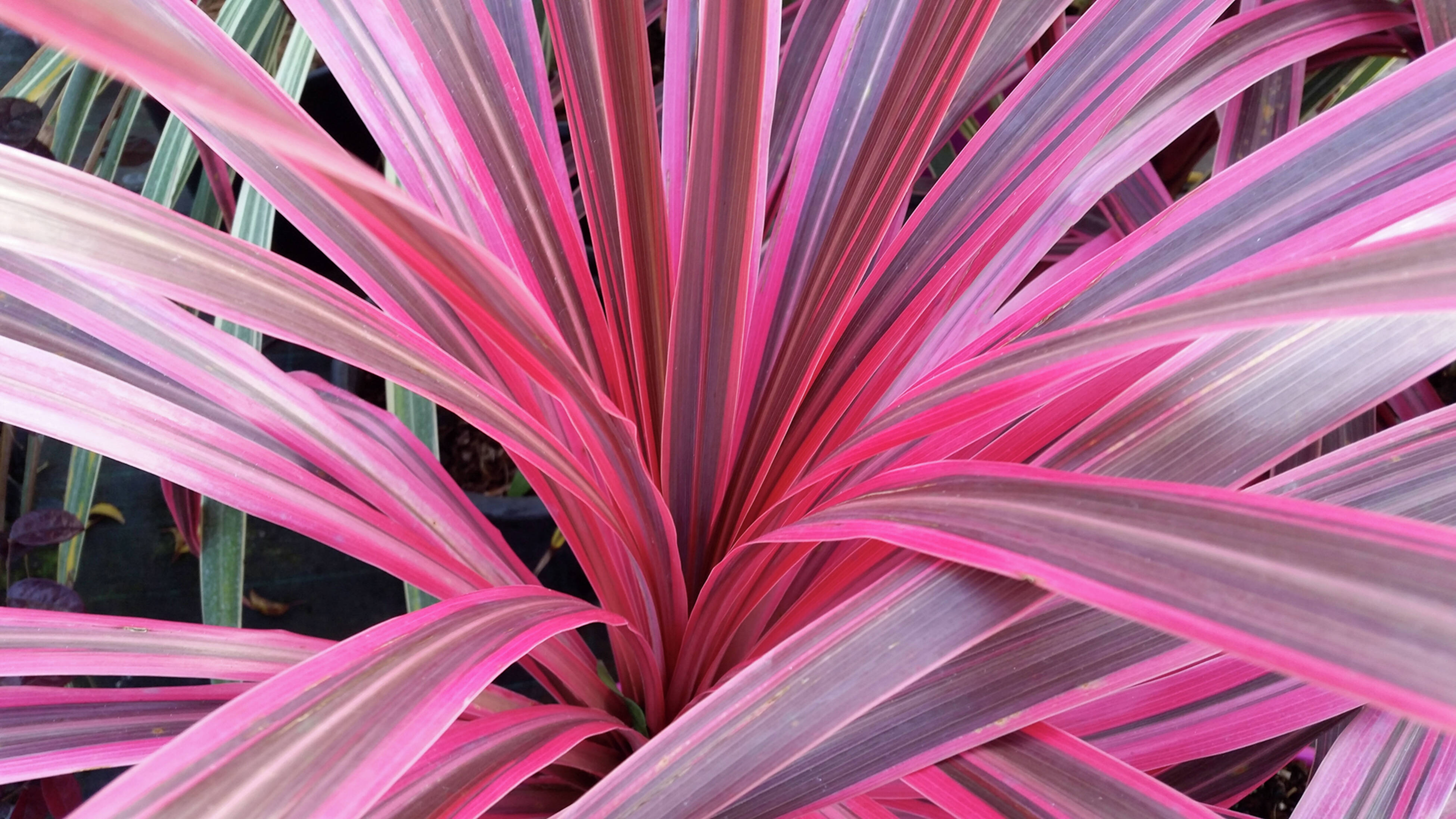 Close-up of a tropical plant with long, arching pink and green striped leaves radiating from the centre.