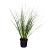 1L Lomandra Verday - Lomandra longifolia