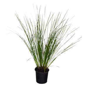 1L Lomandra Verday - Lomandra longifolia