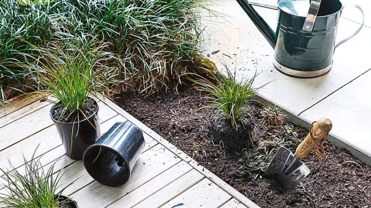 Grassy plant and dirt dug up with pots scattered.