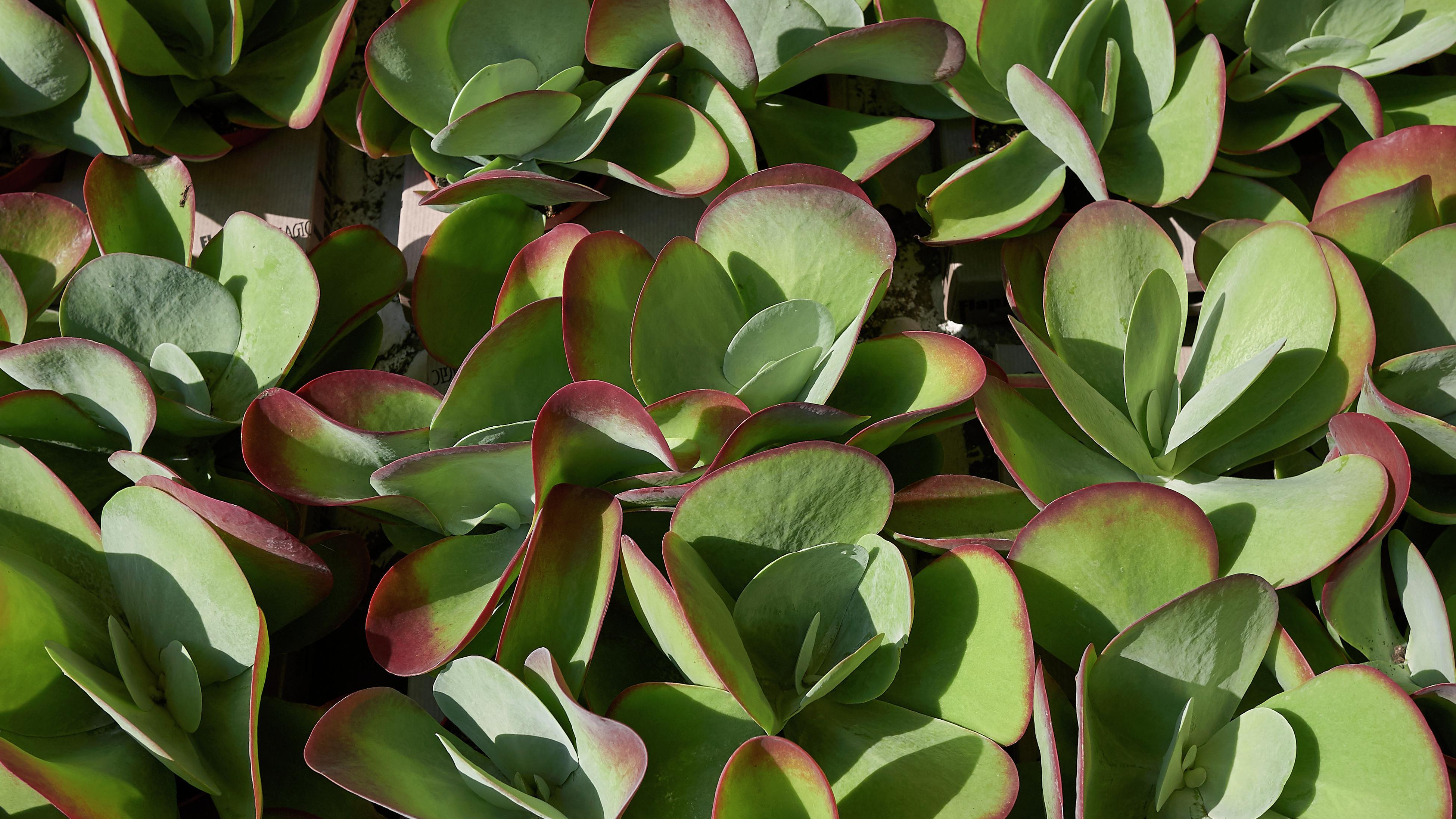 How To Grow A Flapjack Plant - Bunnings Australia