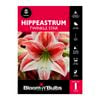 Bloomin Bulbs Hippeastrum Twinkle Star - 1 Pack