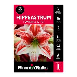 Bloomin Bulbs Hippeastrum Twinkle Star - 1 Pack