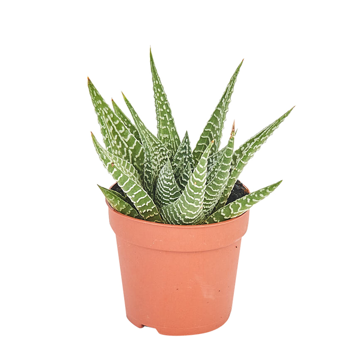 60mm Mini Mates Range Premium Succulent