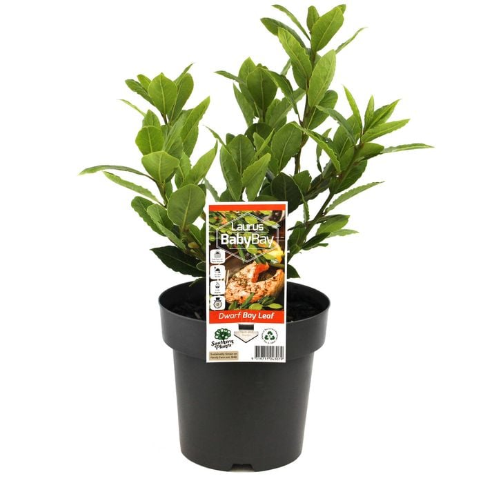 180mm Dwarf Bay Tree Baby Bay - Laurus nobilis