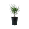 140mm Boronia Magenta Stars - Boronia hybrid