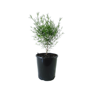 140mm Boronia Magenta Stars - Boronia hybrid