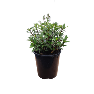 2L Parahebe Avalanche - Parahebe catarractae