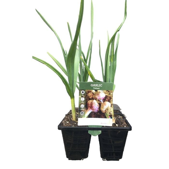 Yarra Valley Bulbs Assorted Garlic Cultivars - 6 Cell Punnet