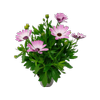 105mm Osteospermum - Osteospermum ecklonis