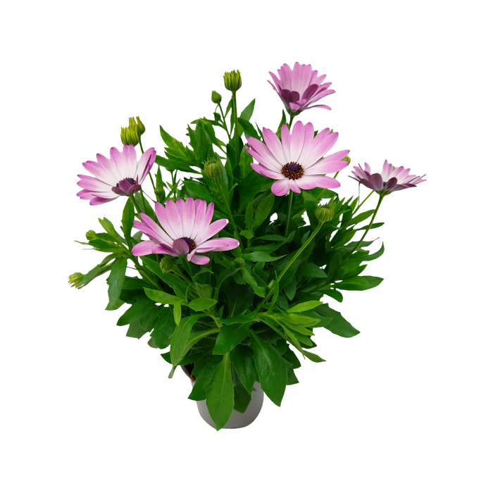 105mm Osteospermum - Osteospermum ecklonis