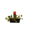 Punnet Broccoletti - Brassica oleracea