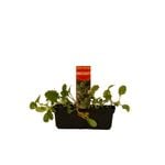 Punnet Broccoletti - Brassica oleracea