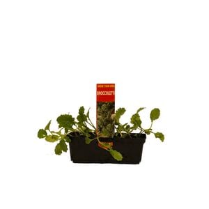 Punnet Broccoletti - Brassica oleracea