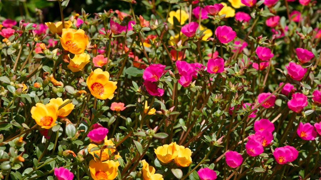 A portulaca plant with bright yellow and pink flowers.